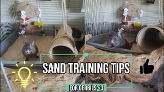 Gerbil Care  Sand Training Tips For Gerbils [upl. by Assilram]