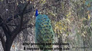 Bird find solution to problems when the train tail of Peafowls grows big  read more [upl. by Mcgrath]