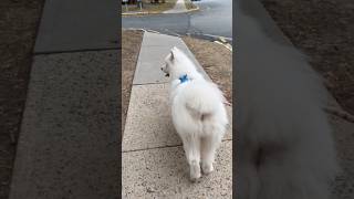 Puffin’s favorite weather is coming…🐻‍❄️🍂🍁dog samoyed cute shorts viralvideo [upl. by Yeslek]