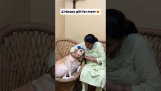 Mom gift 😍  labra rubi  youtubeshorts shorts labrador dog emotional cute birthday maa [upl. by Annaya508]