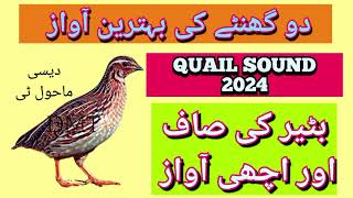 Batair ki awaz 2Hour best sound 2024 [upl. by Llehcear]