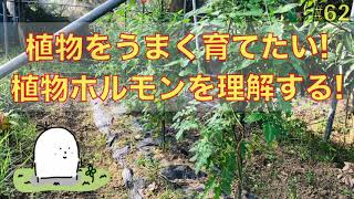 【62】植物ホルモン「オーキシン」の話！植物の生育に重要な影響を示すもの！ [upl. by Gerri]