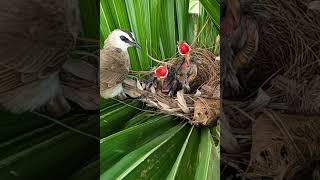 Mother back nest and feeding baby birds animals shortvideo bgmi feed [upl. by Lavinia]