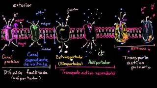 Uniportadores simportadores y antiportadores  Biología  Khan Academy en Español [upl. by Enitsenre]