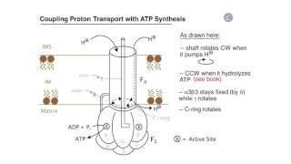 Respiration Proton Pumps and ATP Synthesis [upl. by Anaujal]