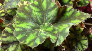 Plant Spotlight  Begonia ‘Zumba’  New Rex rhizomatous begonia joins the family [upl. by Esorlatsyrc]