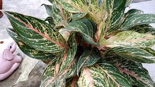 Pink Aglaonema Plant Propagation in Soil and Water by Cuttings [upl. by Eniamat]