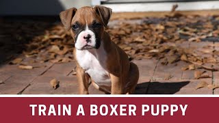 How to Train a Boxer Puppy  How to train a boxer puppy to sit  How to train a boxer puppy to come [upl. by Anivas234]