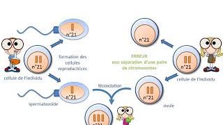 Lorigine des anomalies chromosomiques  trisomies et monosomies [upl. by Osrit734]