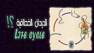 دورة حياة الديدان الخطافية  Hook worms life cycle [upl. by Elatia624]