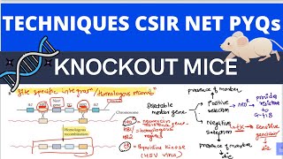 Knockout mice NeoR tk gene selectionG418 casetteTechniques in Biology PYQs CSIR NET Part CPart I [upl. by Ida141]