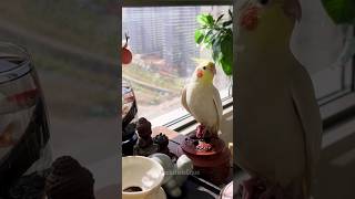 Adorable Cockatiel Charlie Singing Opera 🎤🦜🎵 cockatielscraze [upl. by Horsey]