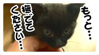 【保護子猫】「甘える黒子猫。いたずらっ子の片鱗」家族6日目 [upl. by Annemarie]