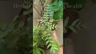 Herbal leaves herbal herbs greens balconygarden balcony music song spotify [upl. by Uile]