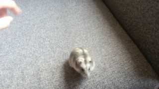 Smart Hamster REAL Tricks  Hoop and Spin [upl. by Berry]