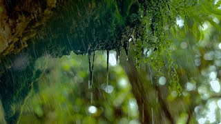 Regen in der Natur Regengeräusche zum Einschlafen 6 Stunden Naturgeräusche in 4K [upl. by Adriell]