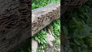 Bracket fungi also known as shelf or polypore fungi [upl. by Minton14]