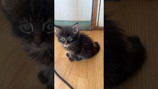 Милота пушистая 🌚🖤cat kitty мейнкун мейнкункотята мейнкуны animals viral [upl. by Idieh315]