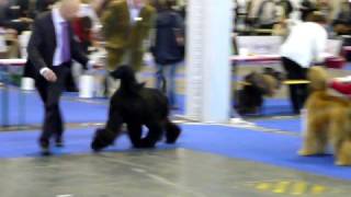 EuroDogShow 2008 Budapest  Afghan hounds [upl. by Inna]