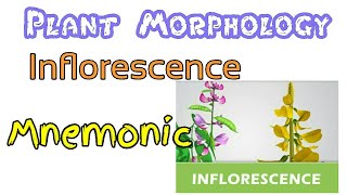 Inflorescence  Mnemonic [upl. by Syramad238]