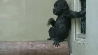 Baby Gorilla Beats His Chest [upl. by Warrick]