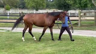 Belardo  Push the Boat Out filly for sale [upl. by Carolina]