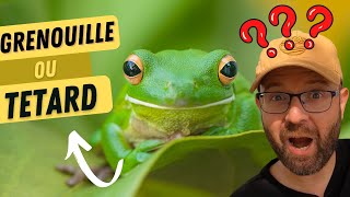 De Grenouille à Tétard grenouille biodiversité [upl. by Onaivatco]