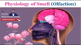 Physiology of Smell Olfaction  Olfactory Cells  Olfactory Pathway  Olfactory Cortex [upl. by Zindman]