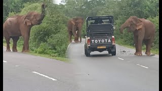 Different experience on a journey thrilling tourofsivasri elephant wildlife wildelephants [upl. by Haletky]