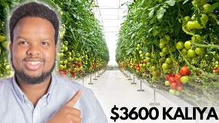 3600 KALIYA KU BILOW BEERAHA CASRIGA EE GREENHOUSE FARMING [upl. by Iny]