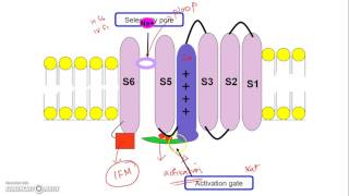 Voltage Gated Sodium Channel molecular mechanism of gating [upl. by Anuaik156]