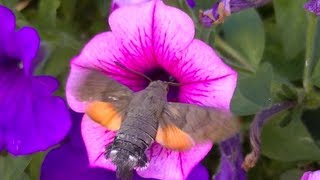 Superbe Papillon Colibri Sphinx [upl. by Leasa]