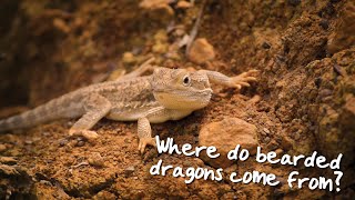 Where do bearded dragons come from [upl. by Nayra]