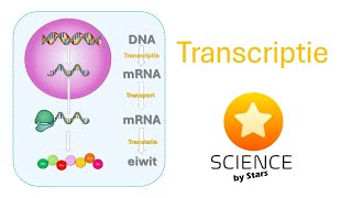 Transcriptie van DNA tot matuur mRNA [upl. by Witte]