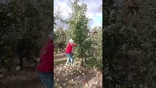 Person Harvesting Apples by Shaking a Tree While Wearing a Bucket [upl. by Tayler]