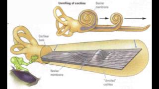 MIT Introduction to Neuroanatomy Series Part 5 [upl. by Eirellav]