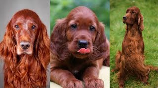 Irish setter  Funny and Cute dog video compilation in 2022 [upl. by Vivica627]