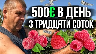 ‼️ІДЕАЛЬНИЙ МАЛИННИК з 30 соток приносить 500 ЄВРО ЗА ДЕНЬ‼️ Бізнес в селі на малині [upl. by Scammon]