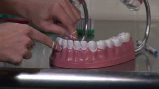 Dental Care amp Oral Hygiene  How to Correctly Floss Your Teeth [upl. by Yuria]