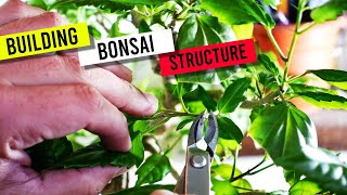 Bonsai pruning and defoliation  Chinese rose [upl. by Alford]