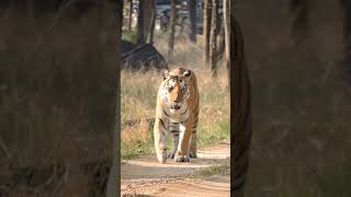 female tigress Pench [upl. by Giraldo]