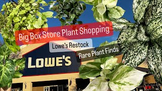 Big Box Store Plant Shopping Lowes Plants Restock Plant Finds [upl. by Nnyltiac]