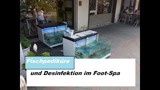 Risiken der Fischpediküre  Wie sollte man Knabberfische richtig halten [upl. by Sanburn406]