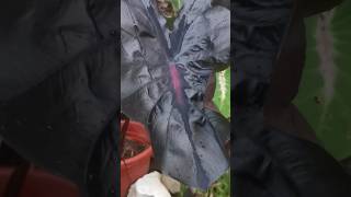 colocasia black lava  baru nak ada corak [upl. by Paschasia]