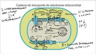 Cadena de Transporte de Electrones y Fosforilación Oxidativa [upl. by Elrahc347]