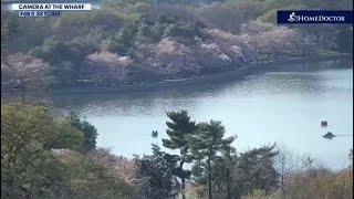 Cherry Blossom Cam Live from the Wharf in Washington DC  FOX 5 DC [upl. by Anohr452]