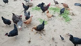 BROODY HEN SIT ON EGGS hen farming cats chicken animals pets cute kitten henfarming [upl. by Ynaiffit]