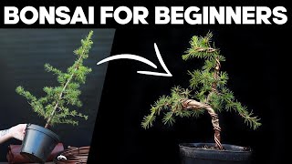 How to Make Bonsai for Beginners 🌲EASY [upl. by Nitsug]