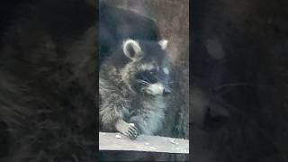 Animals in cages Raccoon Were sitting in the basement apartment [upl. by Eldwun]