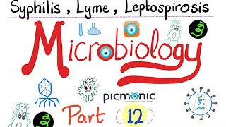 Microbiology  Spirochetes Syphilis TORCH Leptospira Borrelia Lyme disease  Picmonic  Part 12 [upl. by Yul]